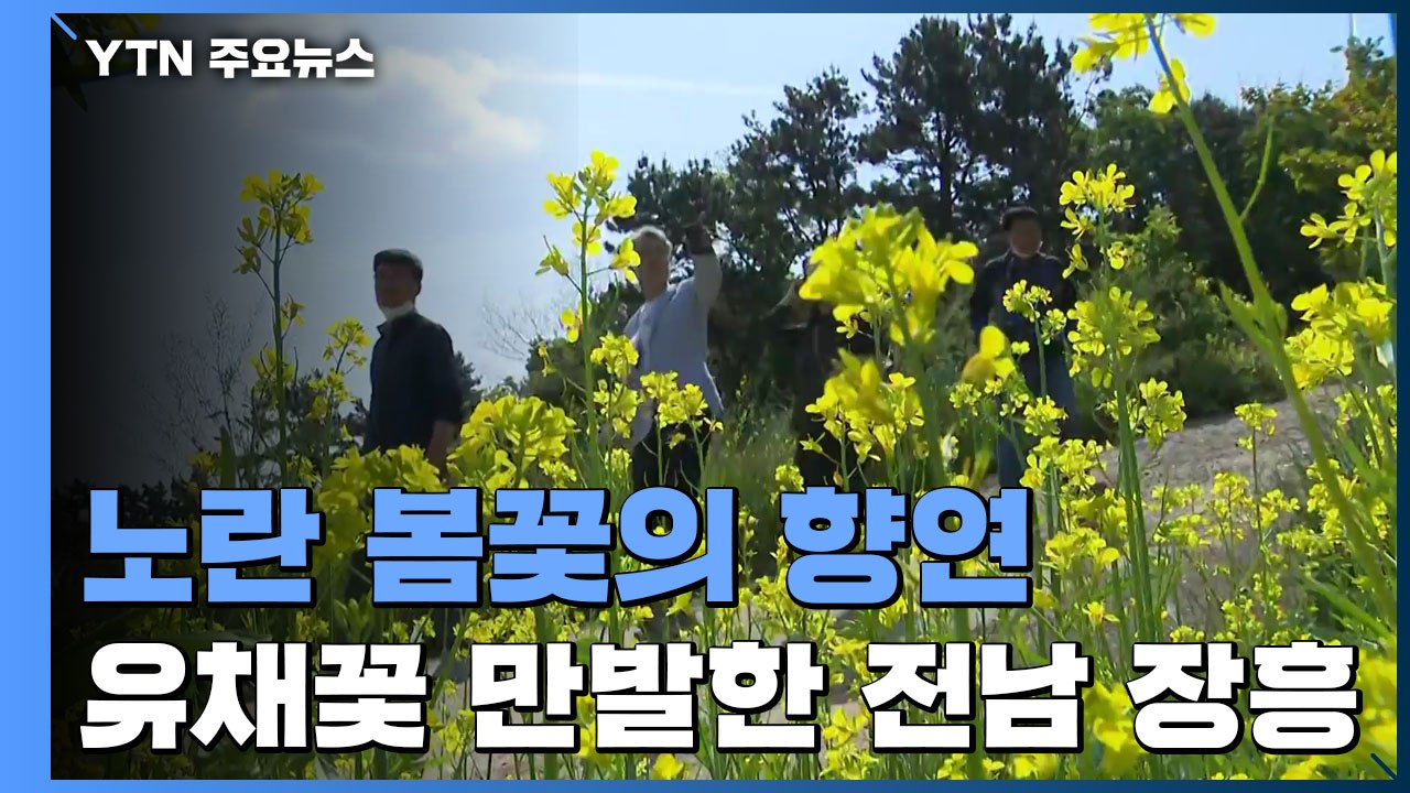 노란 봄꽃의 향연...유채꽃 만발한 전남 장흥 / YTN