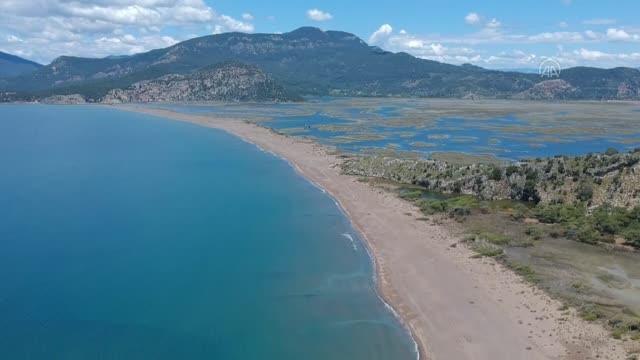 İztuzu sahiline caretta carettalar yumurta bırakmaya başladı
