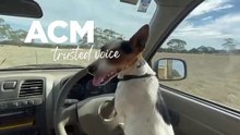 Kelpie driving - May 7, 2022 - The Standard