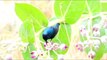 Purple Sunbird Call While  Hovering over Flowers and taking Nectar