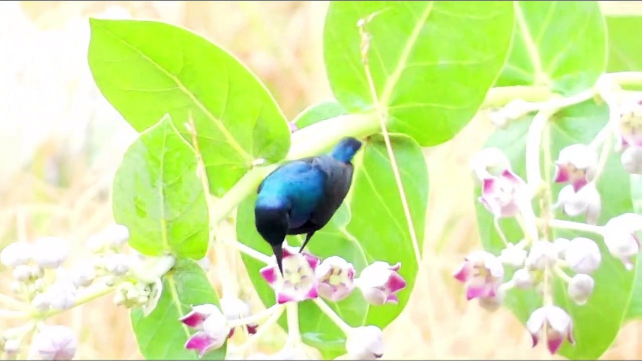 Purple Sunbird Call While  Hovering over Flowers and taking Nectar