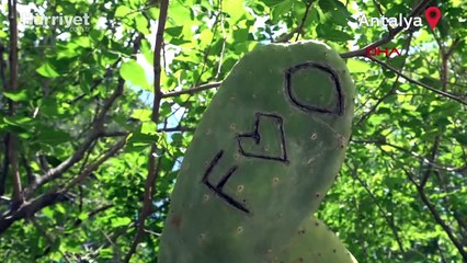 Antik kentin kaktüslerine 'aşk' tahribatı