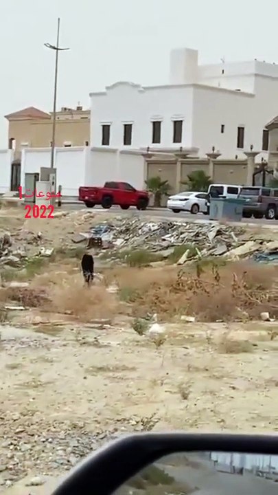 ذئب أسود يتجول داخل حي المنتزه بالدمام