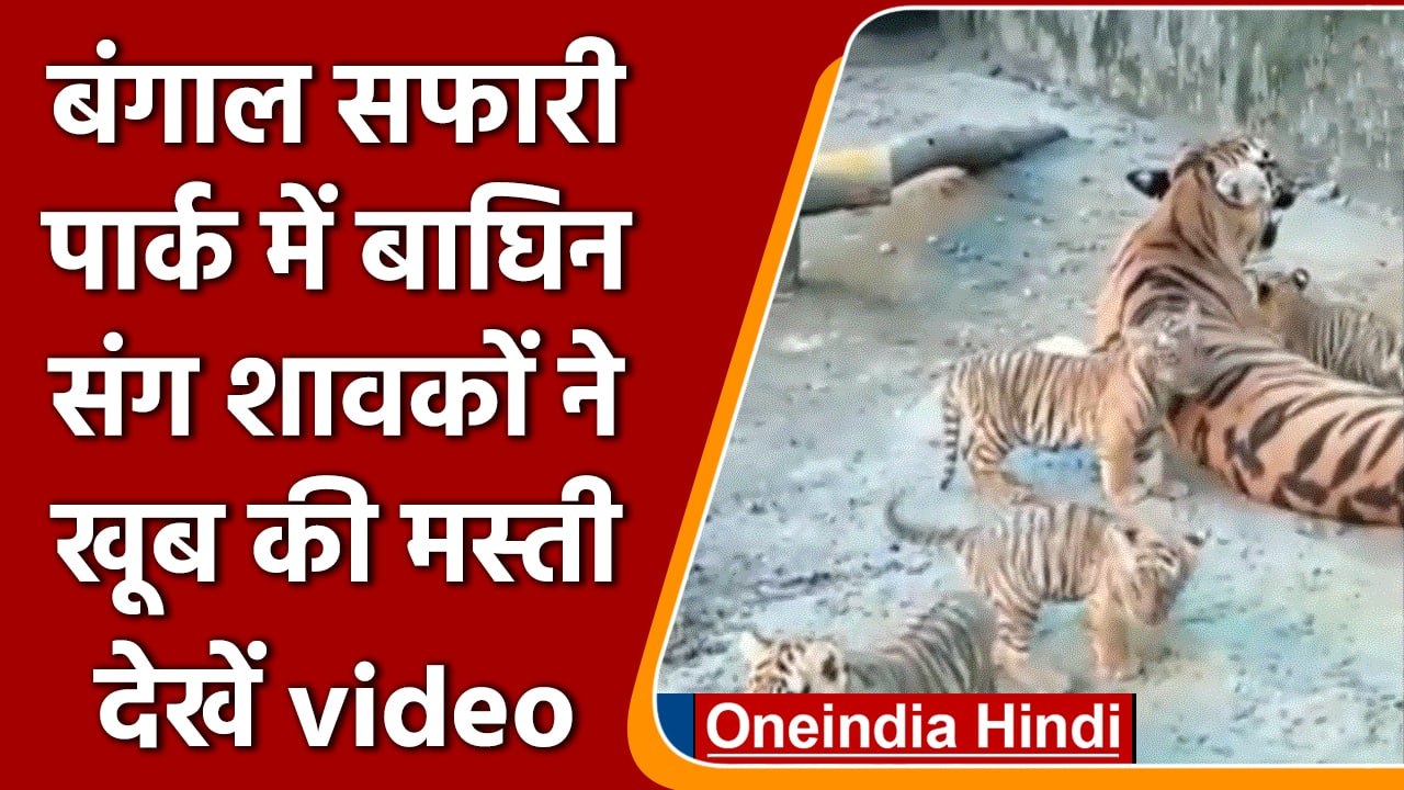 West Bengal: Siliguri के पास बाघ शावकों ने मां संग की मस्ती | #Shorts| वनइंडिया हिंदी