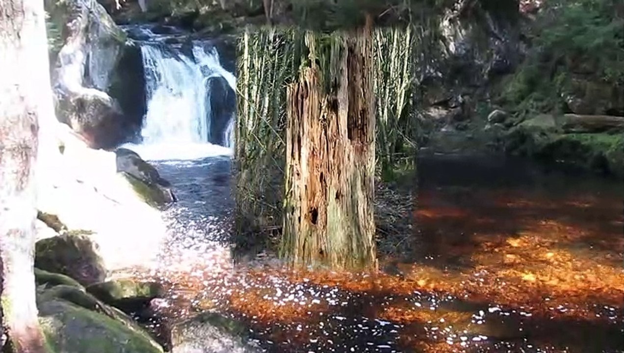 Cookiestudio meets Planet L im Schwarzwald - A plate full of cookies