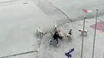Başıboş 8 köpek genç kıza feci şekilde saldırdı! 