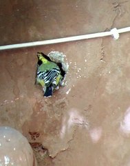 दीवारों में छेद कर घोंसला बनाती है इंडियन ब्लैक लोरड टिट