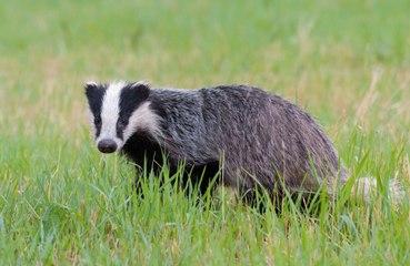 Un blaireau en colère terrorise des passants !