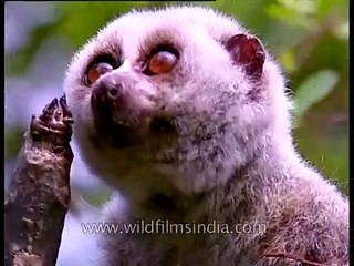 Slow Loris with eyes wide open, Kaziranga