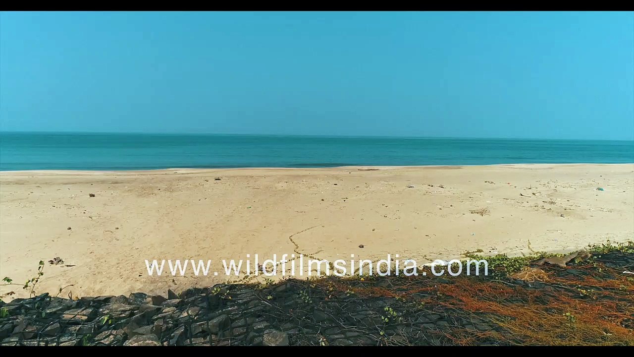 Talashil Beach - Visiting India's western coast on Arabian sea in 4K aerials
