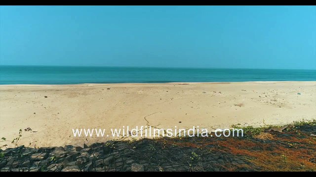 Talashil Beach - Visiting India's western coast on Arabian sea in 4K aerials