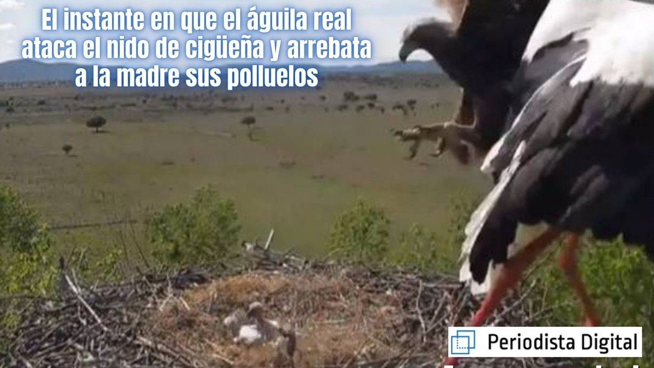 El instante en que el águila real ataca el nido de cigüeña y arrebata a la madre sus polluelos