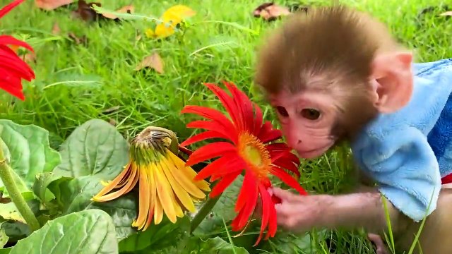 Baby monkey Bon Bon eats mini bananas in the dining room and plays with kitty in the garden