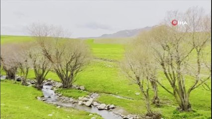 Ağrı'da yeniden canlanan doğa mest ediyor
