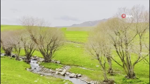 Ağrı'da yeniden canlanan doğa mest ediyor