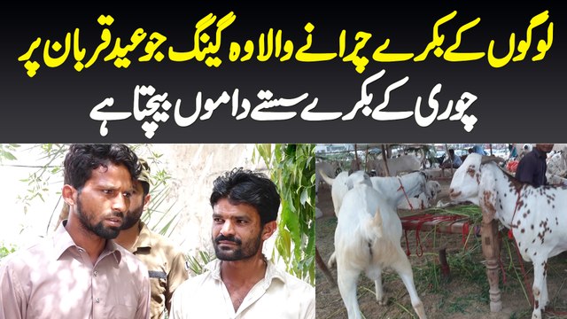 Logon Ke Bakray Chori Karne Wala Gang Pakra Gia Jo Bakra Eid Par Chori Ke Bakre Saste Baich Deta Hai