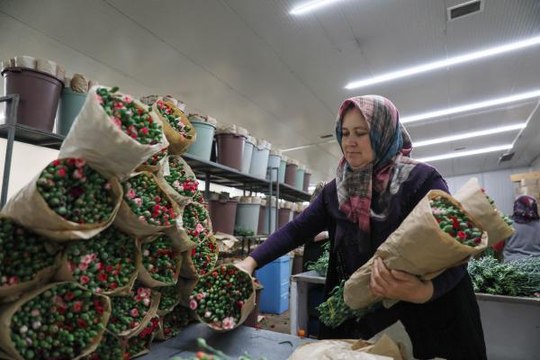 ANNELER GÜNÜ İÇİN RUSYA VE UKRAYNA DAHİL 33 ÜLKEYE 70 MİLYON DALLIK ÇİÇEK İHRACATI