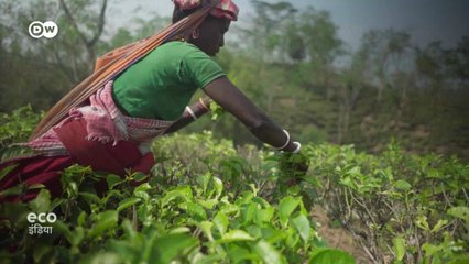 असम में है दुनिया का पहला कार्बन न्यूट्रल चाय बागान