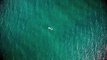43.Ocean Swimming - Aerial Footage - Free HD Stock Footage - No Copyright -