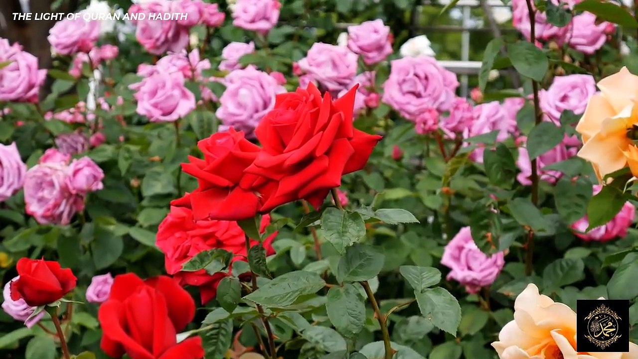 fi ha, zamil zamil, janal janal original arabic nasheed