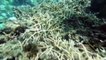 I sub cubani coltivano coralli su "alberi" sott'acqua per salvare la barriera corallina