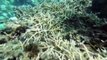 I sub cubani coltivano coralli su 