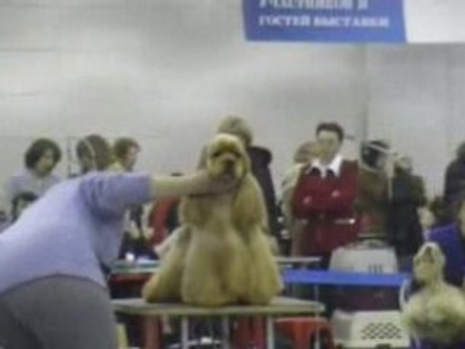 Dog Show EURASIA-2 24.02.2008 Moscow part 7