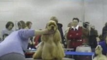 Dog Show EURASIA-2 24.02.2008 Moscow part 7