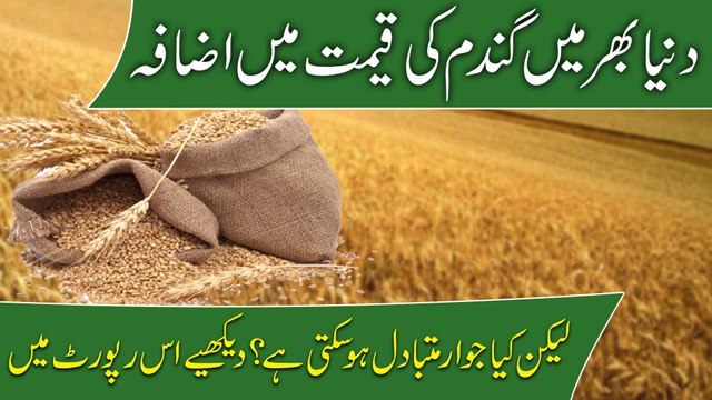 Dunya bhar mei Gandum ki qeemat mei izafa lekin kya jawaar mutbadil ho sakti hai? Daikhiye iss report mei