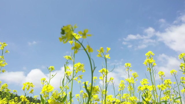 [영상] 봄기운 가득 담은 유채꽃 '활짝'...노란 물결 일렁이는 전남 장흥 / YTN