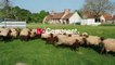 Local sheep 'breathe new life' into French chateau