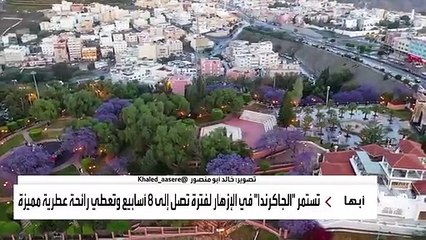 نشرة_الرابعة أشجار الجاكرندا تزين شوارع أبها وتحولها لغابة بنفسجية - - تصوير @khaled_aasere