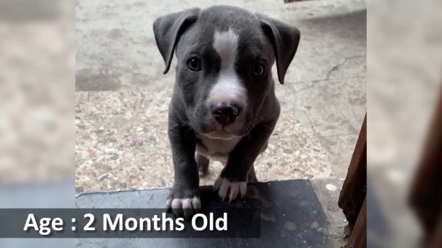 American Pitbull Terrier X American Bully Mix Breed Dog 4 Months Transformation