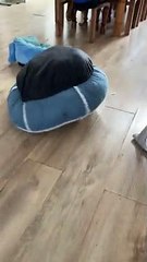 Pup Spins Around Under Dog Bed