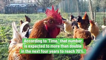 Egg Industry Will Make a Multibillion Dollar Transition To Cage-Free