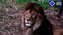 Ce que vous ne savez pas sur le lion, le roi de la jungle