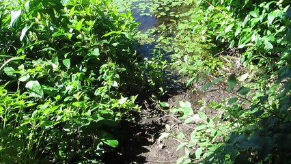 Holly Recreation Area Swamp July 6 2018