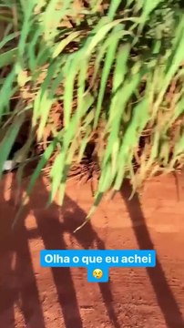 Woman Finds Stray Kittens and Takes Them Home