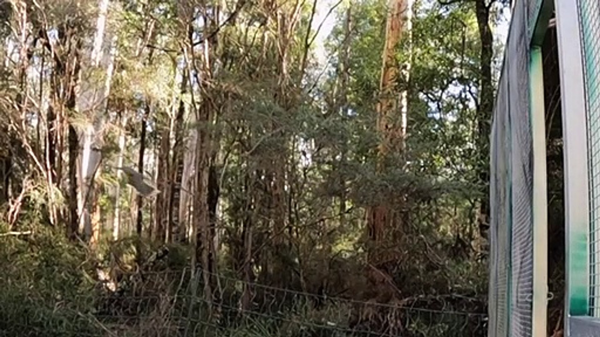 ⁣Renewed hope for Victoria's critically endangered honeyeaters