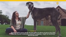 El perro más grande del mundo