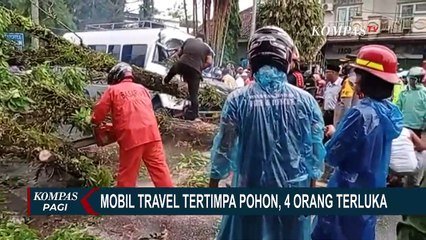 Pohon Tumbang Menimpa Mobil Travel di Pasaman Barat, Sopir dan 3 Penumpang Terluka!