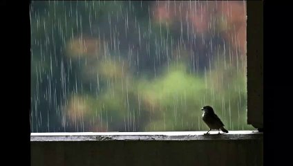 Gentle Raining Night ASMR