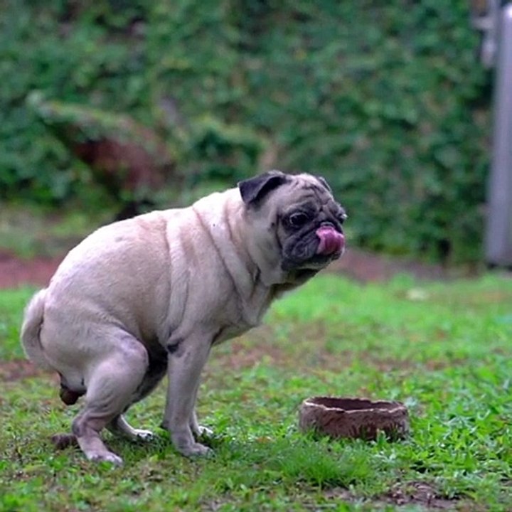 funny_dog_and_cat_videos-funny_dog_and_cat_videos_try_not_to_laugh-funny_dog_and_cat_videos_tiktok(480p)(16)