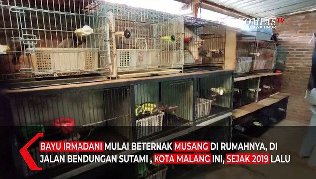 Sukses Ternak Musang Beromzet Puluhan Juta Rupiah