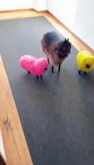 Everything You Wanted to Know About animals