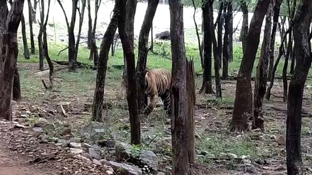 अब महाराष्ट्र की तर्ज पर दिया जाएगा बाघ हमले में मृतकों के परिजनों को मुआवजा