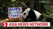 The Straits Times | Happy Mother's Day to Jia Jia, mum of first panda cub Le Le born in Singapore