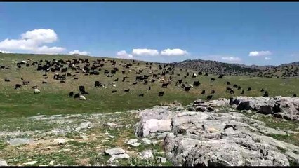 Kahramanmaraş'ta Yaylalara Göç Başladı: "12. Aya Kadar Yaylada Kalıyoruz. Hayvanlarımıza Yemi 5 Gün Geç Versek O Kadar Faydamıza"