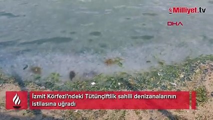Müsilaja benzer görüntü! Binlerce denizanası sahili kapladı