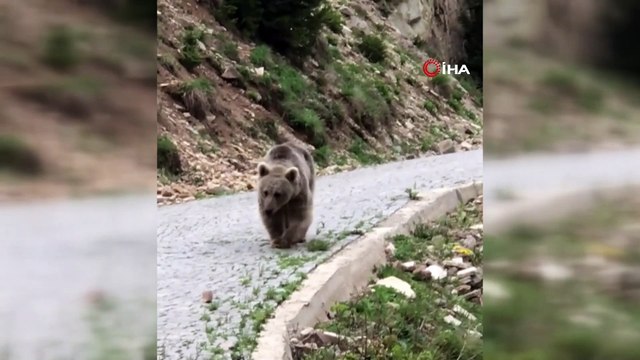 Yolda ayı gören Trabzonlu vatandaşın tepkisi güldürdü